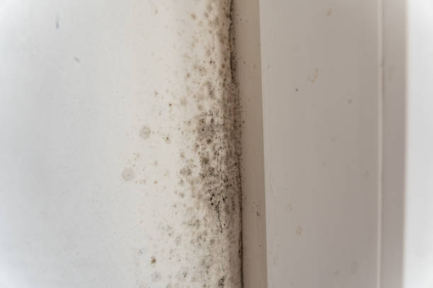 Professional Mold Removal in Clarkston Heights Vineland, WA